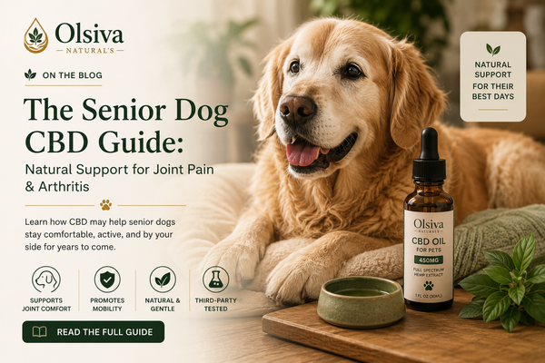 CBD for Senior Dogs With Joint Pain: A Vet-Informed Guide to What the Research Actually Shows