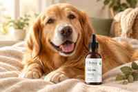 Relaxed golden retriever resting on a blanket beside the Olsiva Naturals organic CBD pet tincture bottle